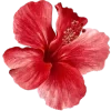 🌹