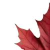 🍁
