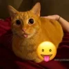 😺