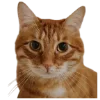 🐈