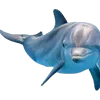 🐬