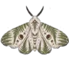 🦋