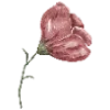 🌸