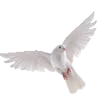 🕊