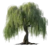 🌳