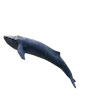 🐳
