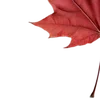 🍁