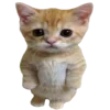 🐈
