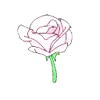 🌹