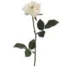 🌹