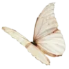 🦋