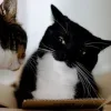 😺