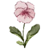 🌸