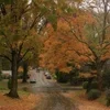 🍁