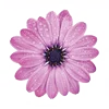 🌸