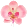 🌺