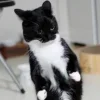 😺