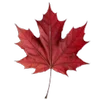 🍁