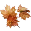🍁
