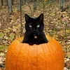 🐱