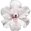 🌸