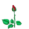 🌹