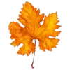 🍁