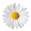 🌸