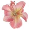 🌺