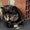 🐈
