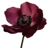 🌺