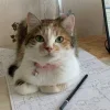 😺