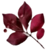 🌺
