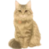 🐱