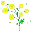 🌼