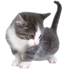 🐱