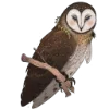 🦉