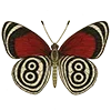 🦋