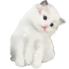 😽
