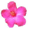 🌸