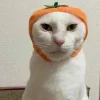 😺
