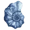 🐚