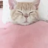 🎀
