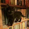 🐈‍⬛