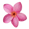 🌸