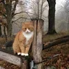 🐈