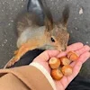 🐿️