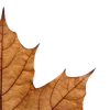 🍁