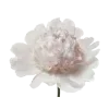 🌸