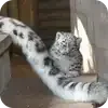 🐱